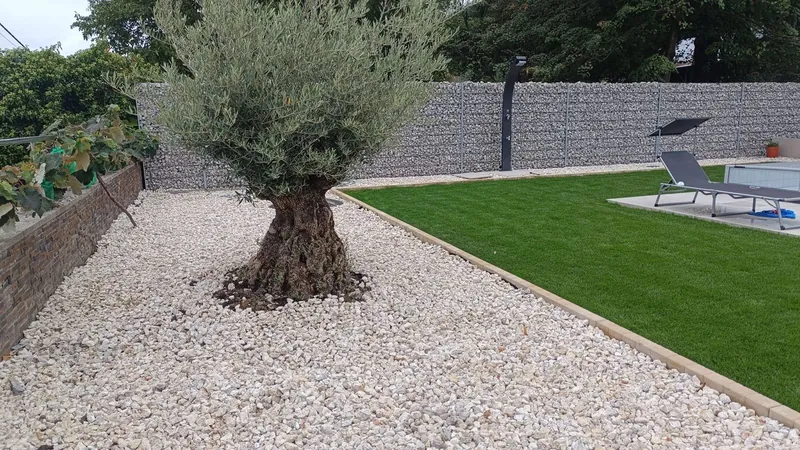 Olivovník v štrkovom lôžku, za ním gabiónový plot so záhradnou sprchou